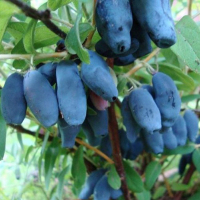 Жимолість Каріна купить