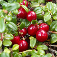 Клюква Бен Лир купить