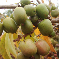 Актинідія Оригінальна купить