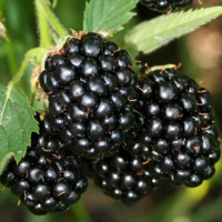 Ожина Трипл Краун купить