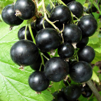 Смородина чёрная Титания купить