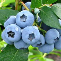 Черника Блю Голд купить