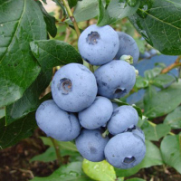 Черника Денис Блю (1,2л) купить