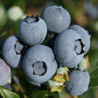 Черника Торо купить