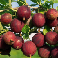 Крыжовник красноплодный купить