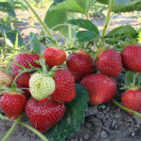 Земляника Альбион купить