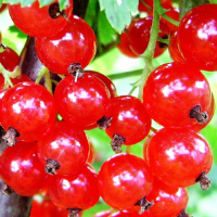 Смородина красная Августус купить