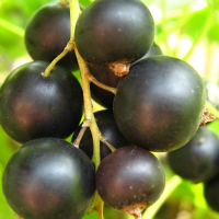 Смородина черная Медведица купить