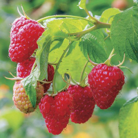 Малина красная Феномен купить