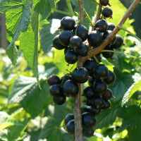 Смородина черная Санюта купить