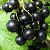 Смородина чёрная Юбилейная Копаня купить