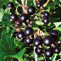 Смородина чёрная Тритон купить