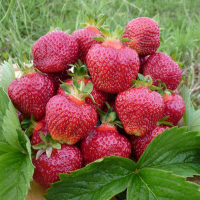 Земляника садовая Хоней (3шт) купить