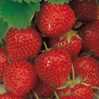 Суниця садова Ельсанта купить