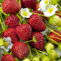 Земляника садовая Румба купить