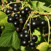 Смородина чорна Тисел (3 шт.) купить