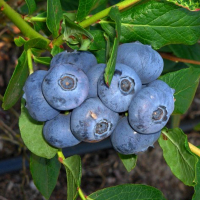 Чорниця Патріот купить