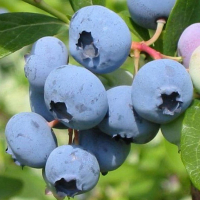 Черника Санрайз купить