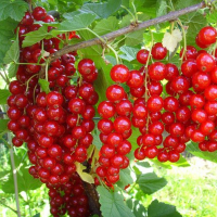 Смородина Йонкер Ван Тетс купить