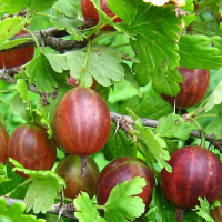 Крыжовник Сварог (2л) купить