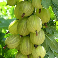 Крыжовник Инвикта купить