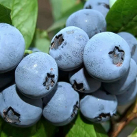 Черника Бонус купить