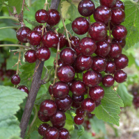 Смородина красная Львовянка купить