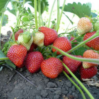 Суниця садова Флер купить