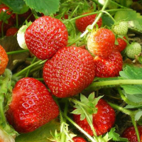 Земляника садовая Мальвина купить