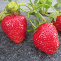 Суниця садова Альбіон купить