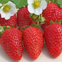 Суниця садова Сан Андреас (3шт) купить