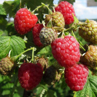 Малина красная Глен Файн купить