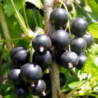Смородина черная Санюта купить