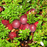 Клюква Стивенс купить