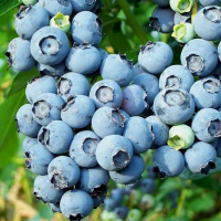 Черника Блю кроп (3л) купить