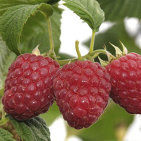 Малина Глен Файн купить