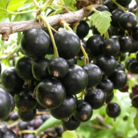 Смородина черная Минай Шмырев купить