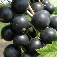 Смородина Ожерелье купить