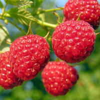 Малина Глен Ампл (3шт) купить