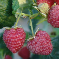 Малина Феникс (3шт) купить