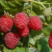 Малина Феномен (3шт) купить