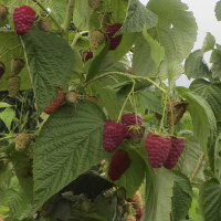 Малина Амира купить