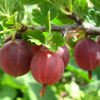 Крыжовник Оксамыт купить