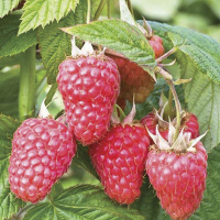 Малина Эрика купить