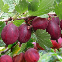 Крыжовник штамбовый Хиннонмаки Ред купить