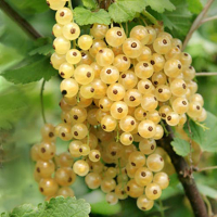 Смородина штамбовая Уайт Ютербог купить