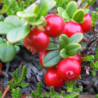 Брусника Коралл купить