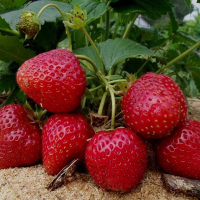 Земляника садовая Фавори купить