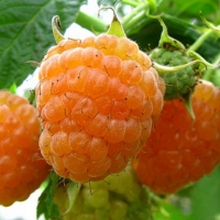 Малина Амира желтая купить