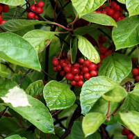 Лимонник китайський купить